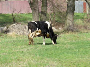 Cow №44603