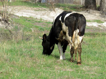 Cow №44598