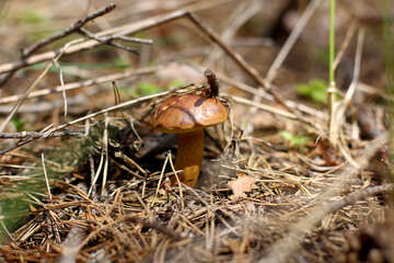 Imleria badia mushrooms №44866