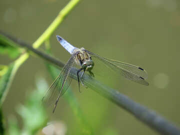 Blue dragonfly №44483