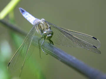 Blue dragonfly №44484