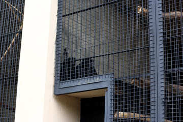 Scimmia in una gabbia №44911
