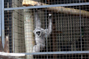 Affe in einem Käfig №44913
