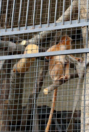 Affe in einem Käfig №44915
