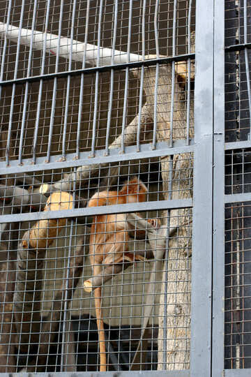 Affe in einem Käfig №44916