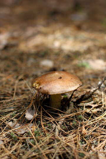 Mushroom suillus №44853