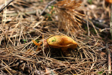 Cogumelo da floresta №44837