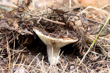 Forest mushroom №44841