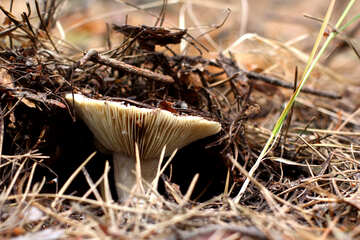 Forest mushroom №44842