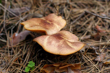 Forest mushroom №44847