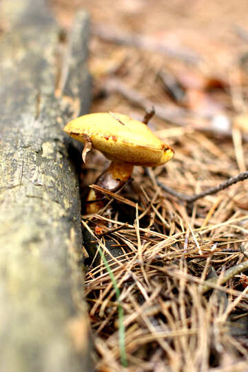 Cogumelo da floresta №44848