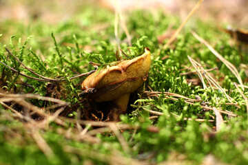 Forest mushroom №44858