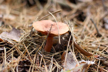 Forest mushroom №44875