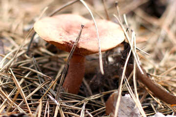 Cogumelo da floresta №44876