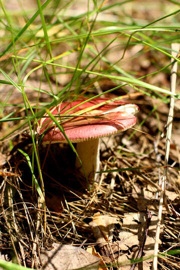 Russule mushroom №44838