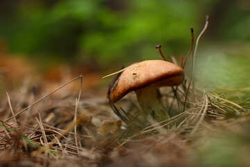 Suillus Mushroom №44855