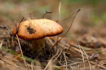 Mushroom suillus №44856