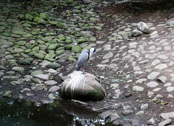 Oiseau sur un rocher №44879
