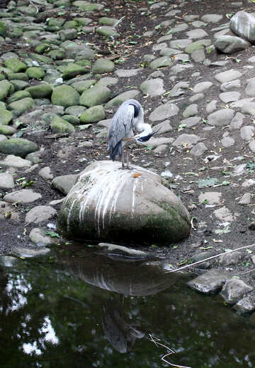 Oiseau sur un rocher №44887
