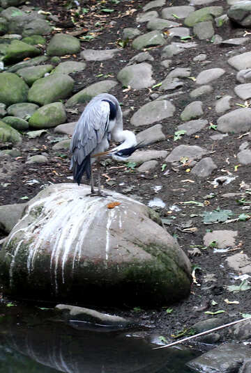 Bird on a rock №44888