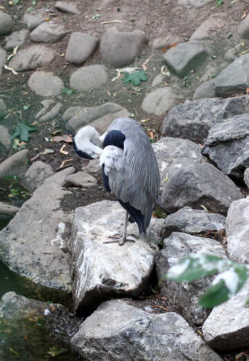 Bird on a rock №44889