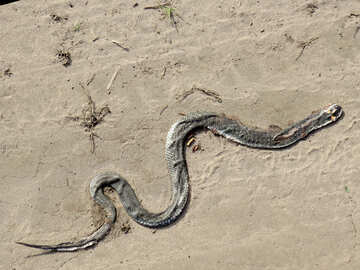 Dead snake №44605