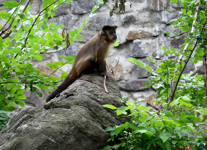 Capuchin monkeys №44917
