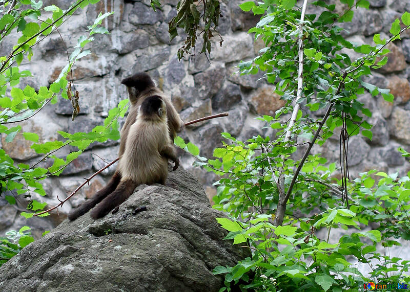Capuchin monkeys №44918