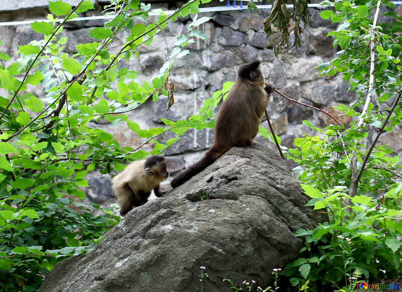 Capuchin monkeys №44919