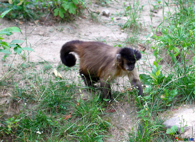 Capuchin monkeys №44921