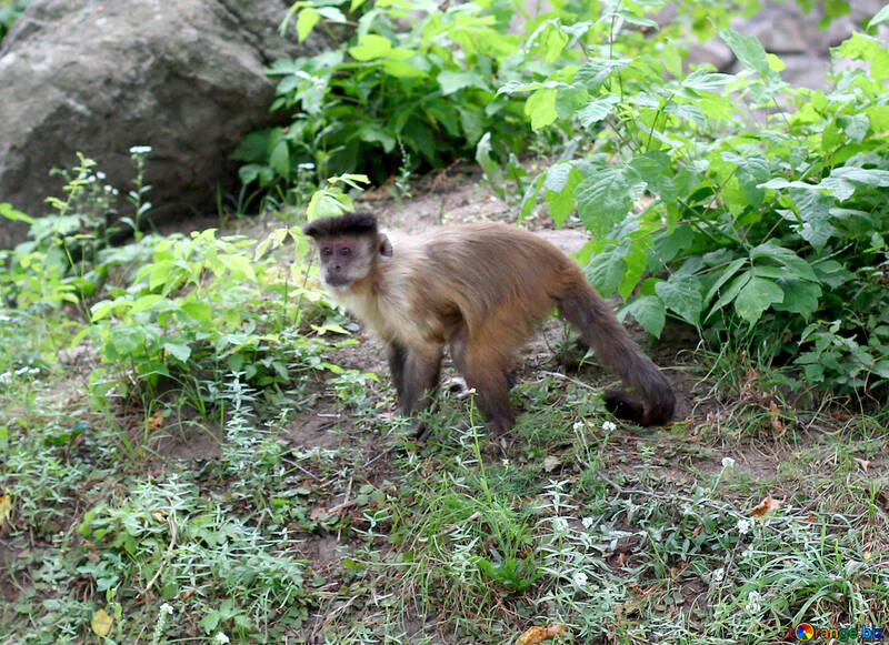 Capuchin monkeys №44922