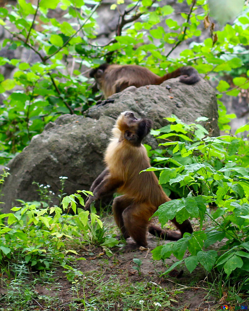 Capuchin monkeys №44923