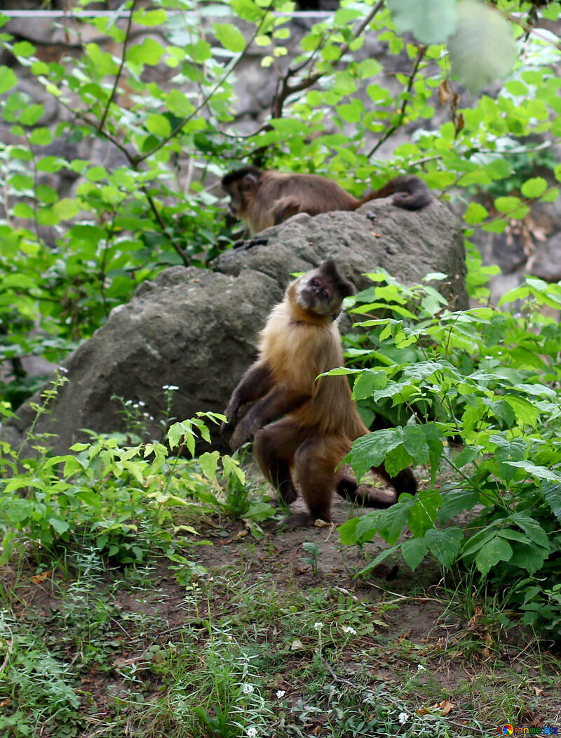 Capuchin monkeys №44924