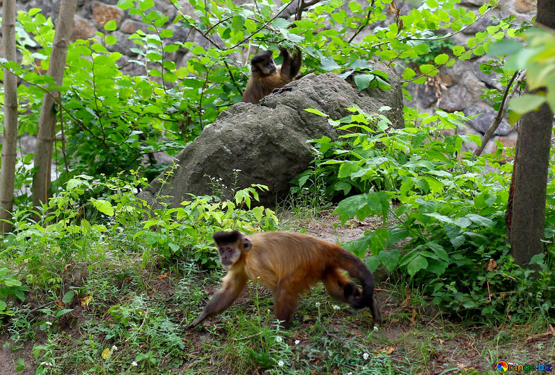 Capuchin monkeys №44925