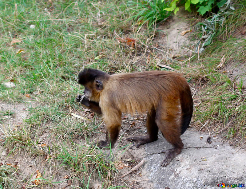 Capuchin monkeys №44926