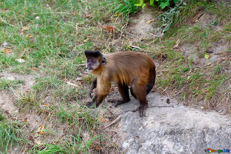 Capuchin monkeys №44927