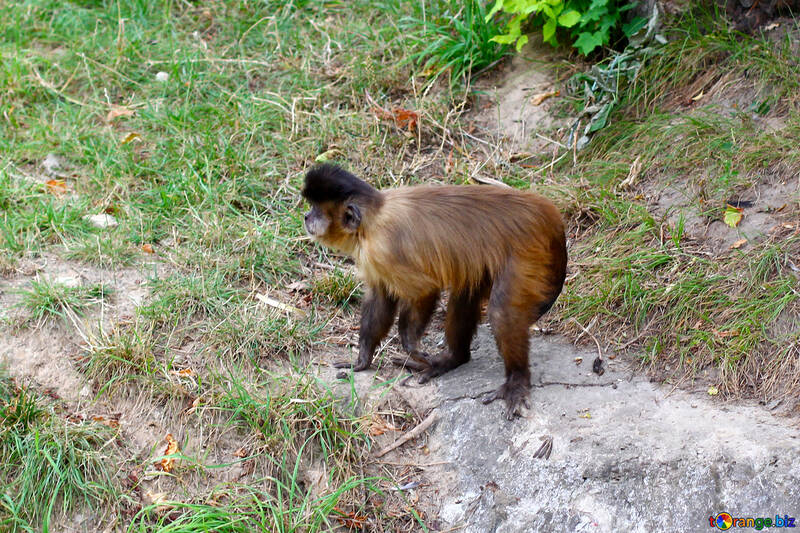Los monos capuchinos №44928