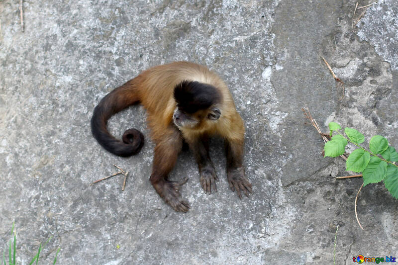 Capuchin monkeys №44930