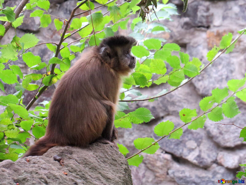 Capuchino en un árbol №44950