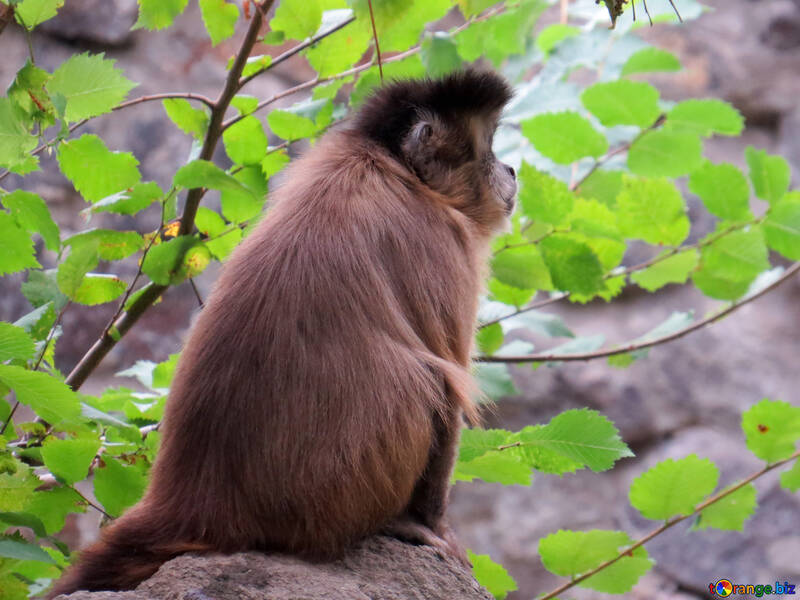 Capuchin em uma árvore №44952