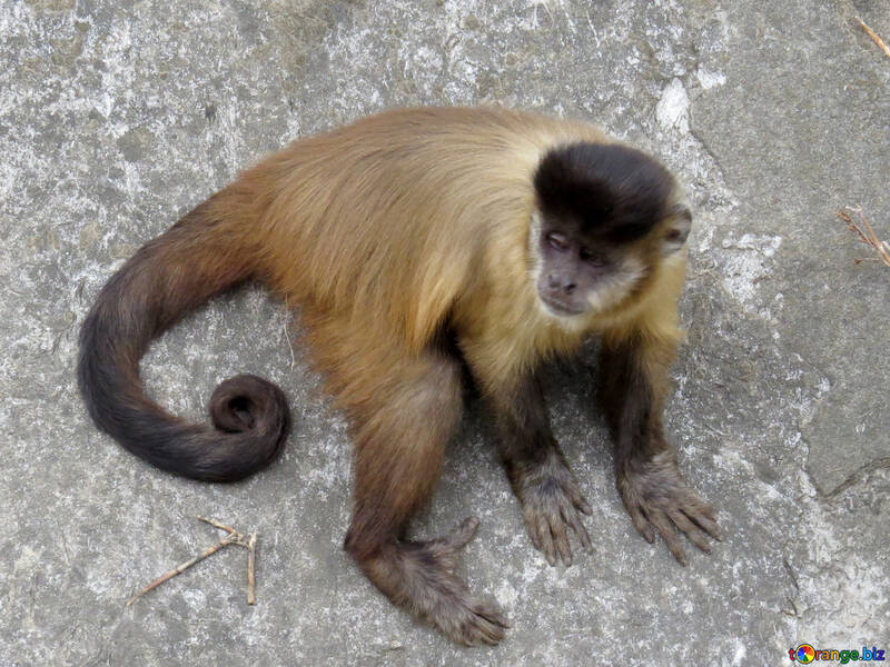 capuchinho №44964