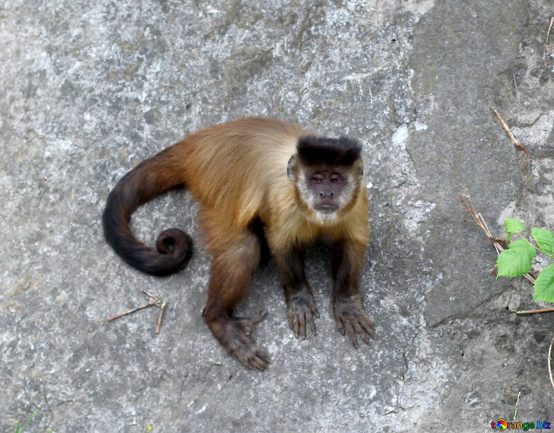 Capuchin monkeys №44929