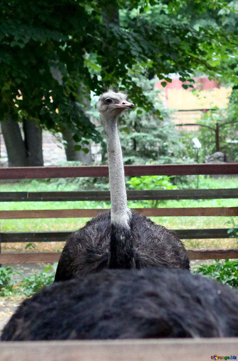 Ostrich №44897