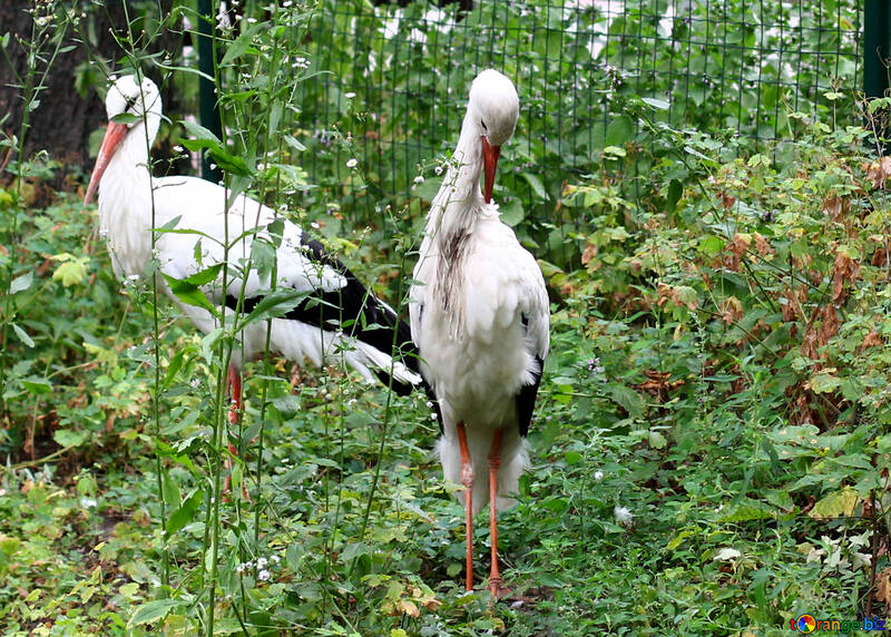 Storks in the grass №44902