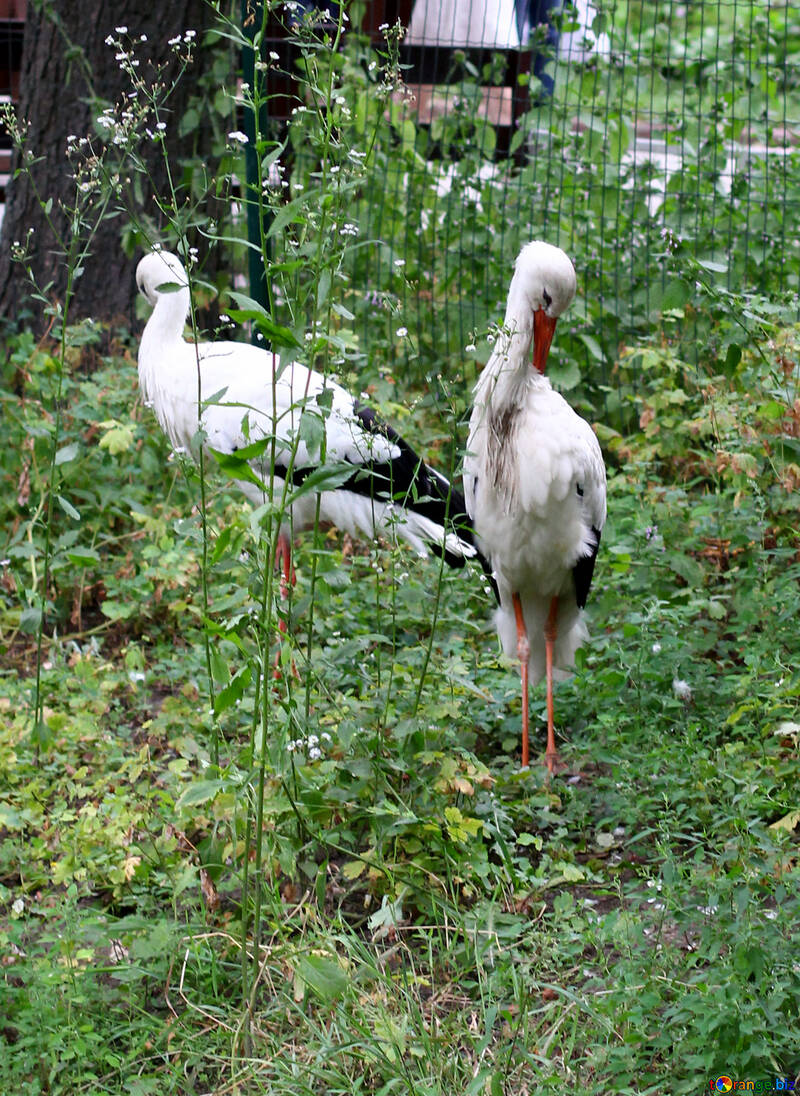 Stork in cage №44904