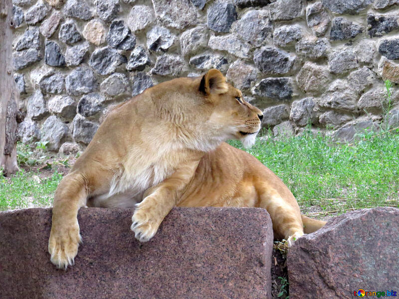 Lioness №44984