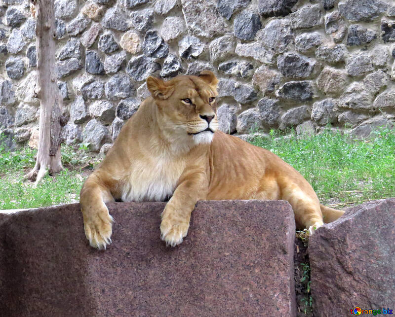 Lioness №44985
