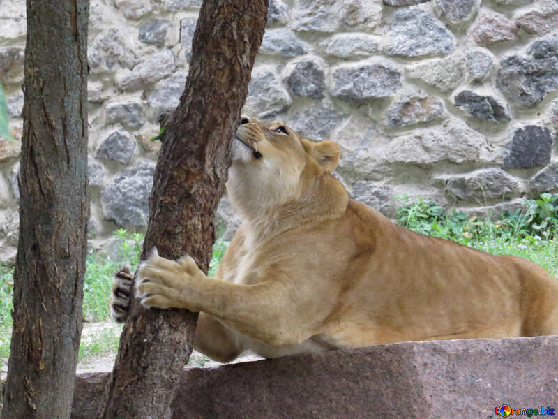 Lioness playing №44976