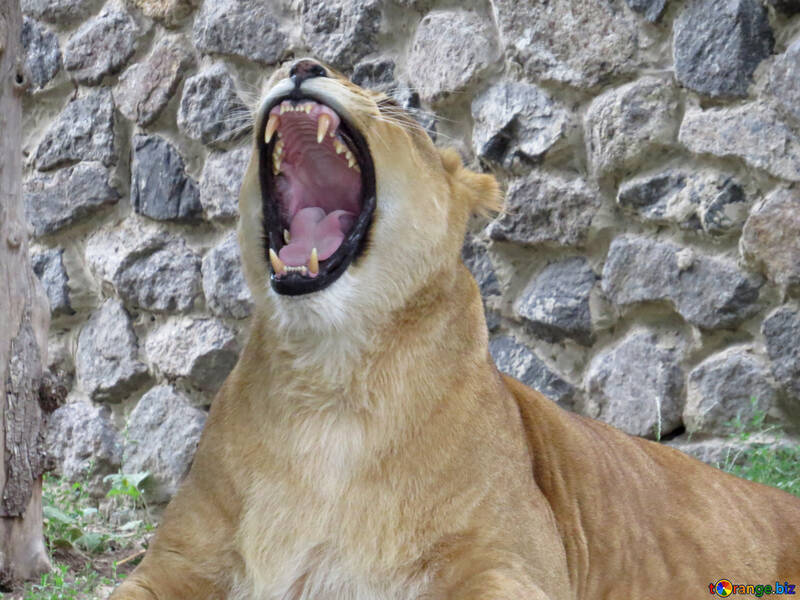 The lion roars №44972