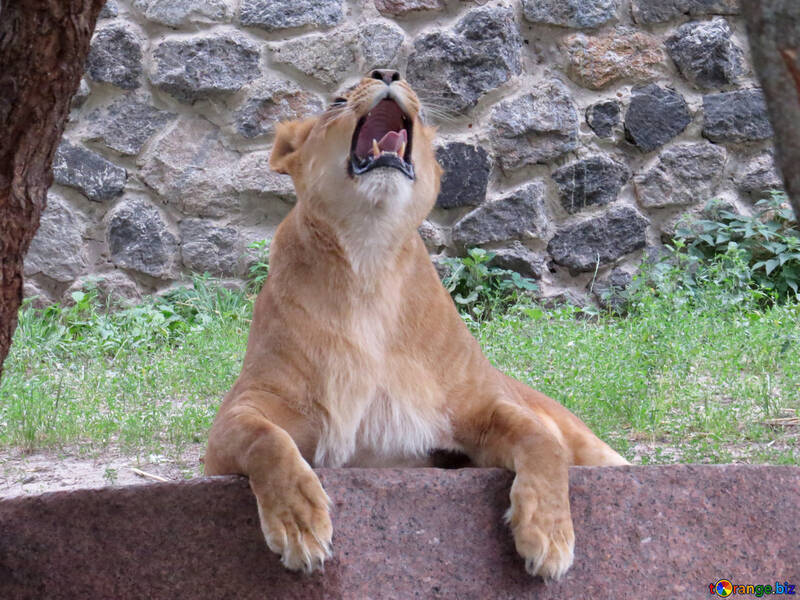 The lion roars №44975